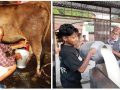 दूधको भुक्तानी नपाउँदा दमकका दुई सय किसान समस्यामा दूधको भुक्तानी नपाउँदा दमकका दुई सय किसान समस्यामा