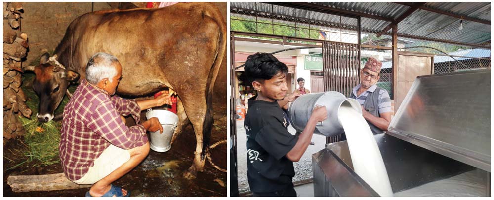 दूधको भुक्तानी नपाउँदा दमकका दुई सय किसान समस्यामा