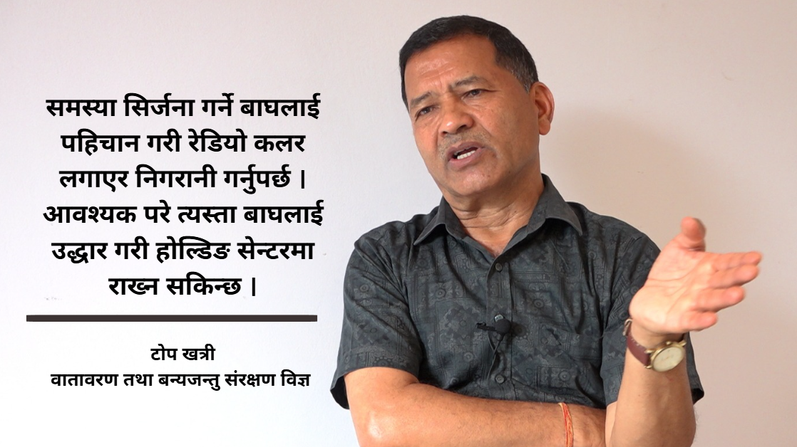 बाघको संख्या बढाएर मात्र हुँदैन, व्यवस्थापन र संरक्षणमा ध्यान दिनुपर्छ : टोप खत्री