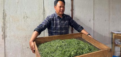 आठ करोडको लगानीमा चिया उद्योग सञ्चालन स् उत्पादित ‘अर्गानिक अर्थोडक्स’ अन्तर्राष्ट्रिय बजारमा