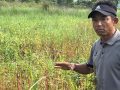 फापरखेतीमा अग्रसर माङ्सेबुङका किसान