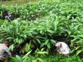 धान फल्ने खेत मासेर अलैँचीखेती गर्दै माङसेबुङका किसान धान फल्ने खेत मासेर अलैँचीखेती गर्दै माङसेबुङका किसान