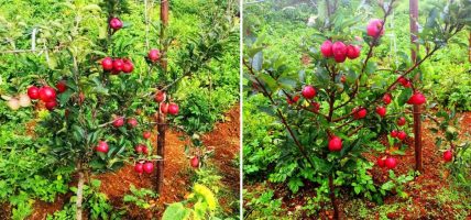 जुम्लामा उत्पादन भएको स्याउको अधिक माग