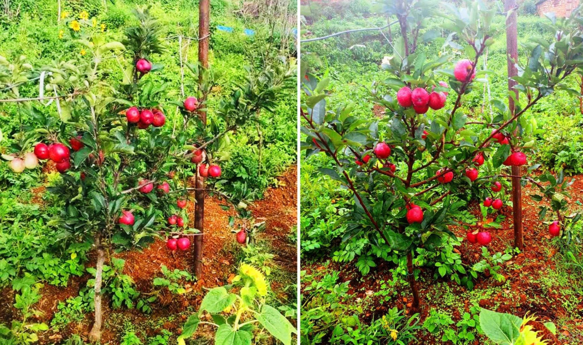 जुम्लामा उत्पादन भएको स्याउको अधिक माग