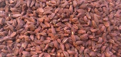 अलैँचीले फेरिँदै लमजुङका किसानको दैनिकी