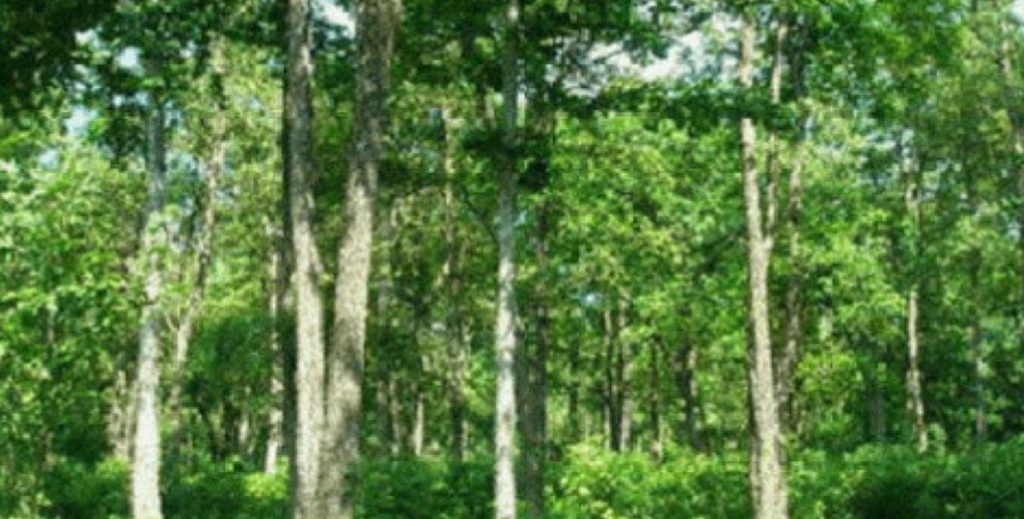 वन संरक्षणसँगै आयआर्जनमा सघाउँदै मध्यवर्ती सामुदायिक वन