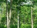 वन संरक्षणसँगै आयआर्जनमा सघाउँदै मध्यवर्ती सामुदायिक वन वन संरक्षणसँगै आयआर्जनमा सघाउँदै मध्यवर्ती सामुदायिक वन