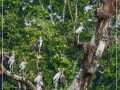 बाटुली पोखरीमा तीन प्रजातिका जलचर चराका ४४० गुँड फेला