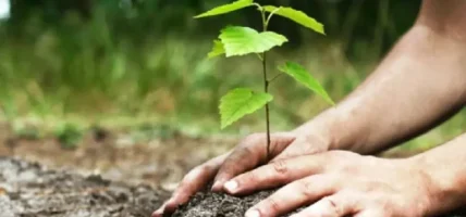 वनस्पति उद्यानभित्र नक्षत्र वाटिका निर्माण, नक्षत्र, राशि र ग्रह अनुसारको वृक्षरोपण