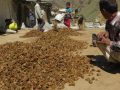रैथाने वनस्पति र च्याउ प्रजाति सङ्कटमा