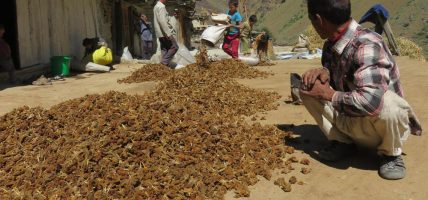 रैथाने वनस्पति र च्याउ प्रजाति सङ्कटमा