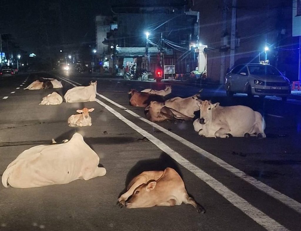छाडा पशुचौपाया छाड्नेलाई कारबाही गर्दै उपमहानगरपालिका