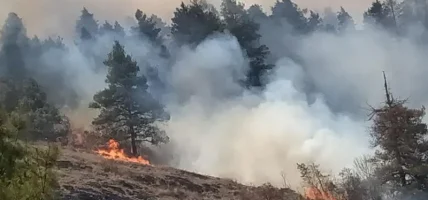 म्याड्रिडको उत्तरमा लागेको डढेलोले १२ हजार हेक्टर जङ्गल विनास