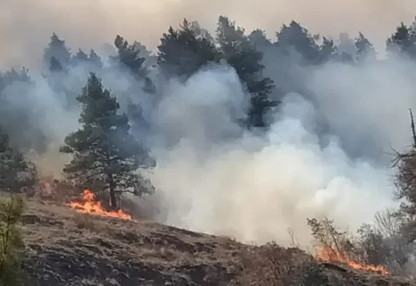 म्याड्रिडको उत्तरमा लागेको डढेलोले १२ हजार हेक्टर जङ्गल विनास म्याड्रिडको उत्तरमा लागेको डढेलोले १२ हजार हेक्टर जङ्गल विनास