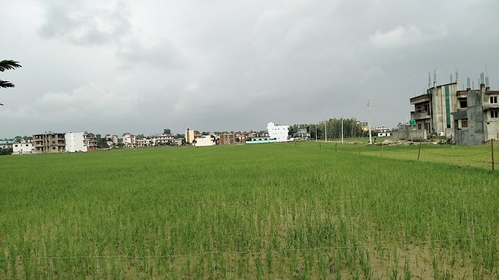 रासायनिक मलको अभावमै रोपाई गर्न बाध्य भए सूदूरपश्चिमका किसान