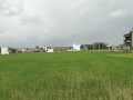 रासायनिक मलको अभावमै रोपाई गर्न बाध्य भए सूदूरपश्चिमका किसान