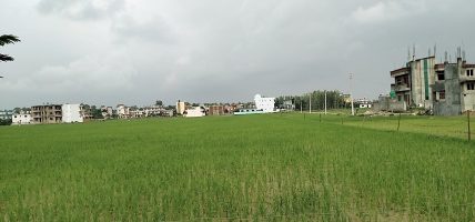 रासायनिक मलको अभावमै रोपाई गर्न बाध्य भए सूदूरपश्चिमका किसान
