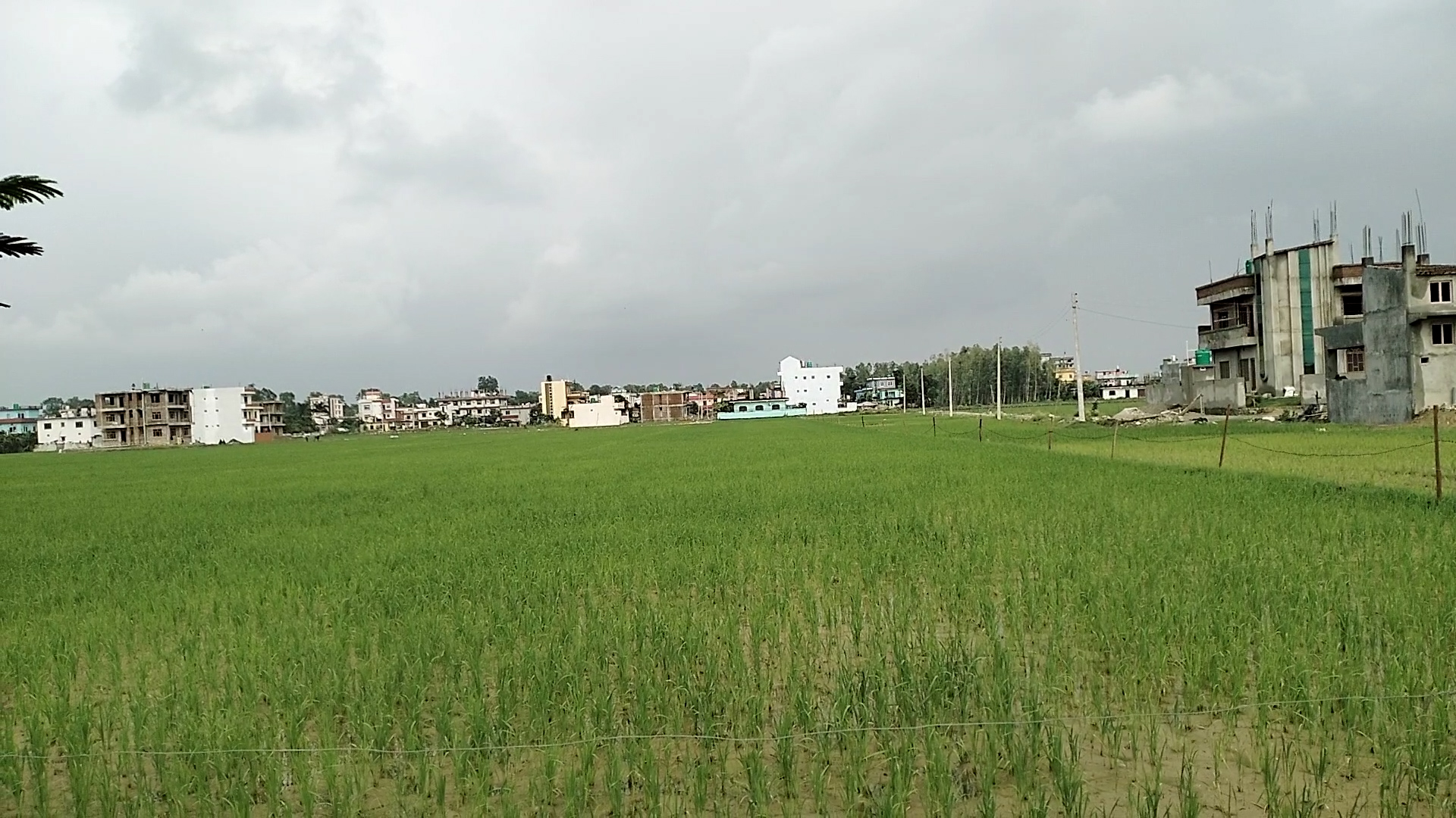 रासायनिक मलको अभावमै रोपाई गर्न बाध्य भए सूदूरपश्चिमका किसान