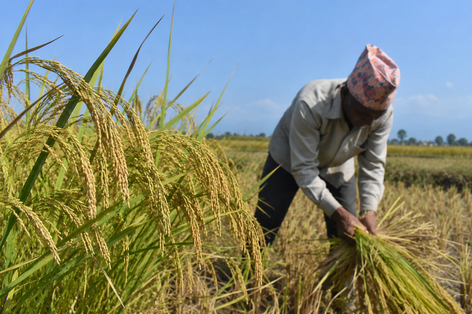 धान उत्पादन घट्दा कृषि क्षेत्रको वृद्धि १.५८ प्रतिशतमा सीमित