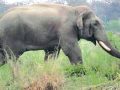 अझै सकिएन ध्रुवे हात्तीलाई डार्ट गर्न अझै सकिएन ध्रुवे हात्तीलाई डार्ट गर्न