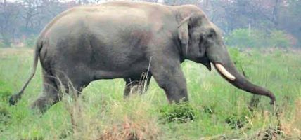 अझै सकिएन ध्रुवे हात्तीलाई डार्ट गर्न