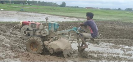 धान रोपाइँमा हराए गोरु र राँगा, बढ्यो ट्याक्टर र पावर टिलरको प्रयोग