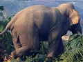 ध्रुवे हात्तीको दाह्रा काट्ने तयारी