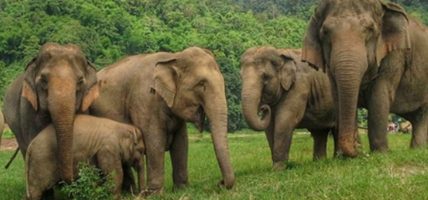 बाहुनडाँगीमा जङ्गली हात्तीको आतङ्क, स्थानीय त्रसित