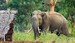 दाह्रा काटेपछि ध्रुर्वे निकुञ्जभित्रै