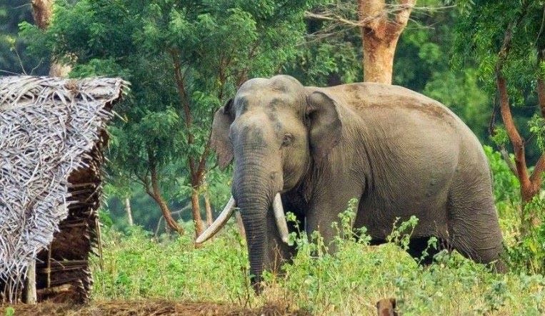 दाह्रा काटेपछि ध्रुर्वे निकुञ्जभित्रै