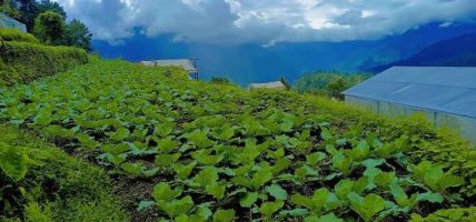 लोपोन्मुख मल्लागिरीको खेतीमार्फत संरक्षणको प्रयास