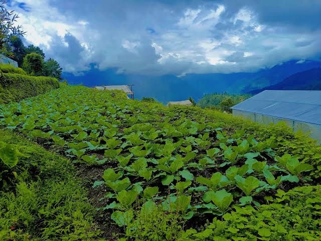 लोपोन्मुख मल्लागिरीको खेतीमार्फत संरक्षणको प्रयास