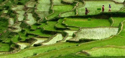 सिँचाइ सुविधासँगै दाङको राजपुरमा ‘चैते धान’ को मोह बढ्दो