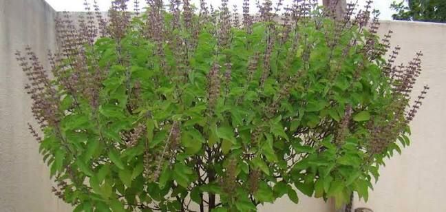 आज हरिशयनी एकादशी : तुलसीको बिरुवा सारिँदै