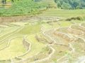मनसुन सक्रिय रहँदा किसानलाई रोपाइँ गर्न सहज