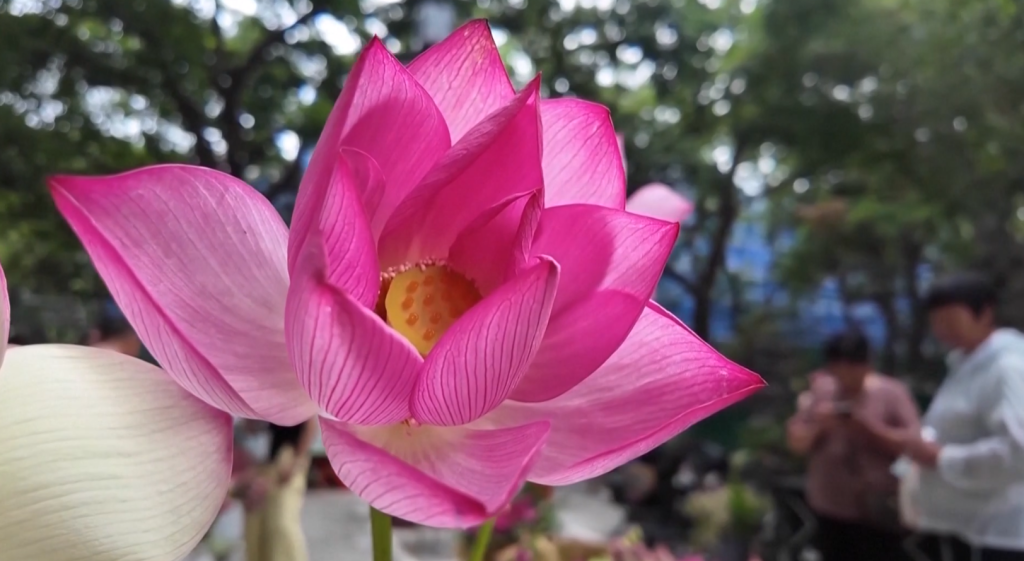 कमल खेतीले फेरियो पूर्वी चीनको अर्थतन्त्र