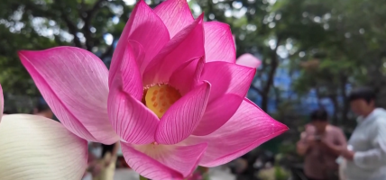 कमल खेतीले फेरियो पूर्वी चीनको अर्थतन्त्र