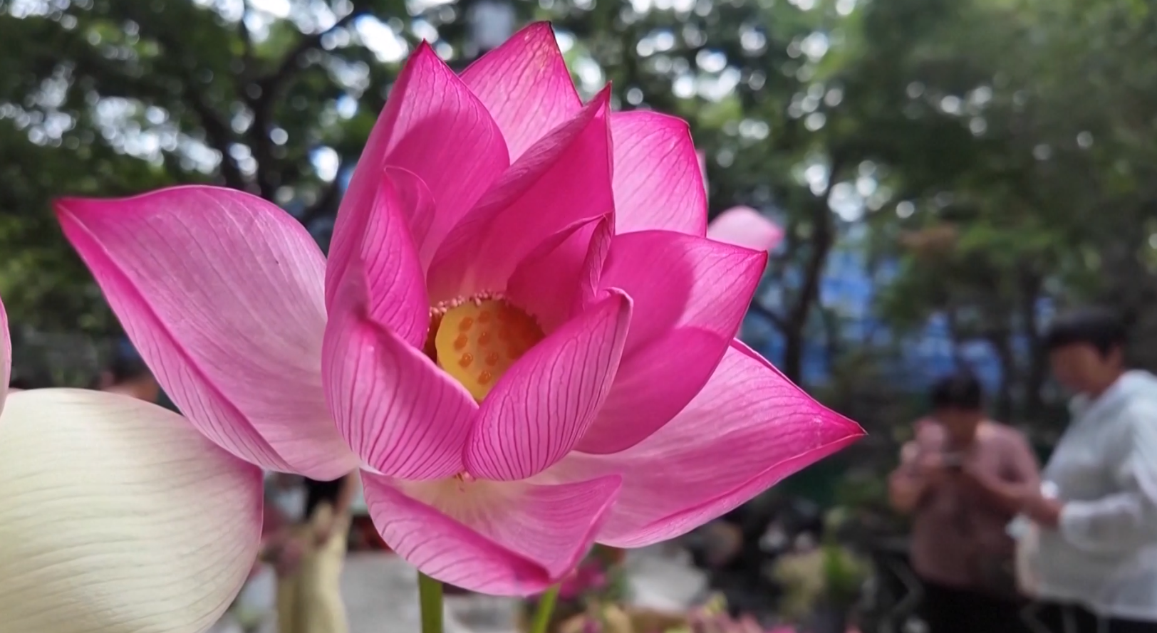 कमल खेतीले फेरियो पूर्वी चीनको अर्थतन्त्र