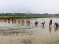 देशभर २४.९ प्रतिशत धान रोपाइँ, पर्याप्त वर्षा नहुँदा समस्या देशभर २४.९ प्रतिशत धान रोपाइँ, पर्याप्त वर्षा नहुँदा समस्या