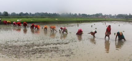 देशभर २४.९ प्रतिशत धान रोपाइँ, पर्याप्त वर्षा नहुँदा समस्या