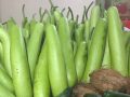 धुव्रतारा कृषि सहकारीद्वारा अर्गानिक लौकाखेती विस्तार