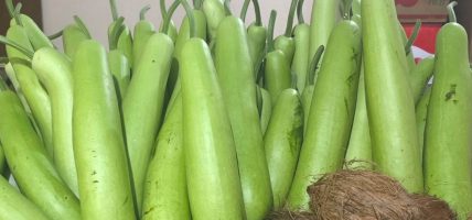 धुव्रतारा कृषि सहकारीद्वारा अर्गानिक लौकाखेती विस्तार