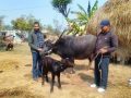 नश्ल सुधार कार्यक्रम: मुर्रा राँगाको वीर्य किसानलाई वितरण