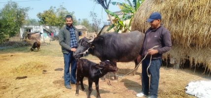 नश्ल सुधार कार्यक्रम: मुर्रा राँगाको वीर्य किसानलाई वितरण