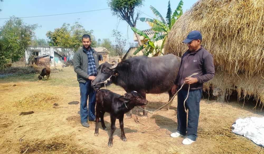 नश्ल सुधार कार्यक्रम: मुर्रा राँगाको वीर्य किसानलाई वितरण
