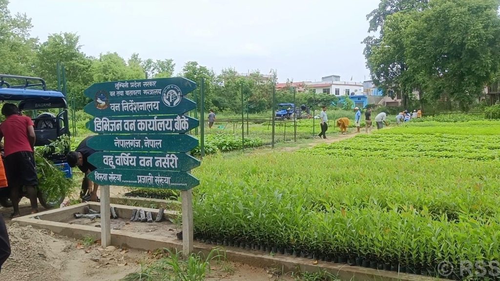 हरियाली प्रवर्द्धन गर्न छ लाख बिरुवा वितरण