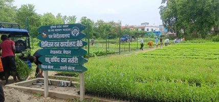 हरियाली प्रवर्द्धन गर्न छ लाख बिरुवा वितरण