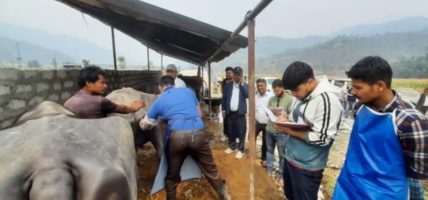पशु चौपायमा कृत्रिम गर्भाधान