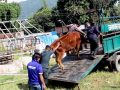 सडक चौपायाको व्यवस्थापनमा पोखरा महानगरको सक्रियता सडक चौपायाको व्यवस्थापनमा पोखरा महानगरको सक्रियता