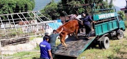 सडक चौपायाको व्यवस्थापनमा पोखरा महानगरको सक्रियता